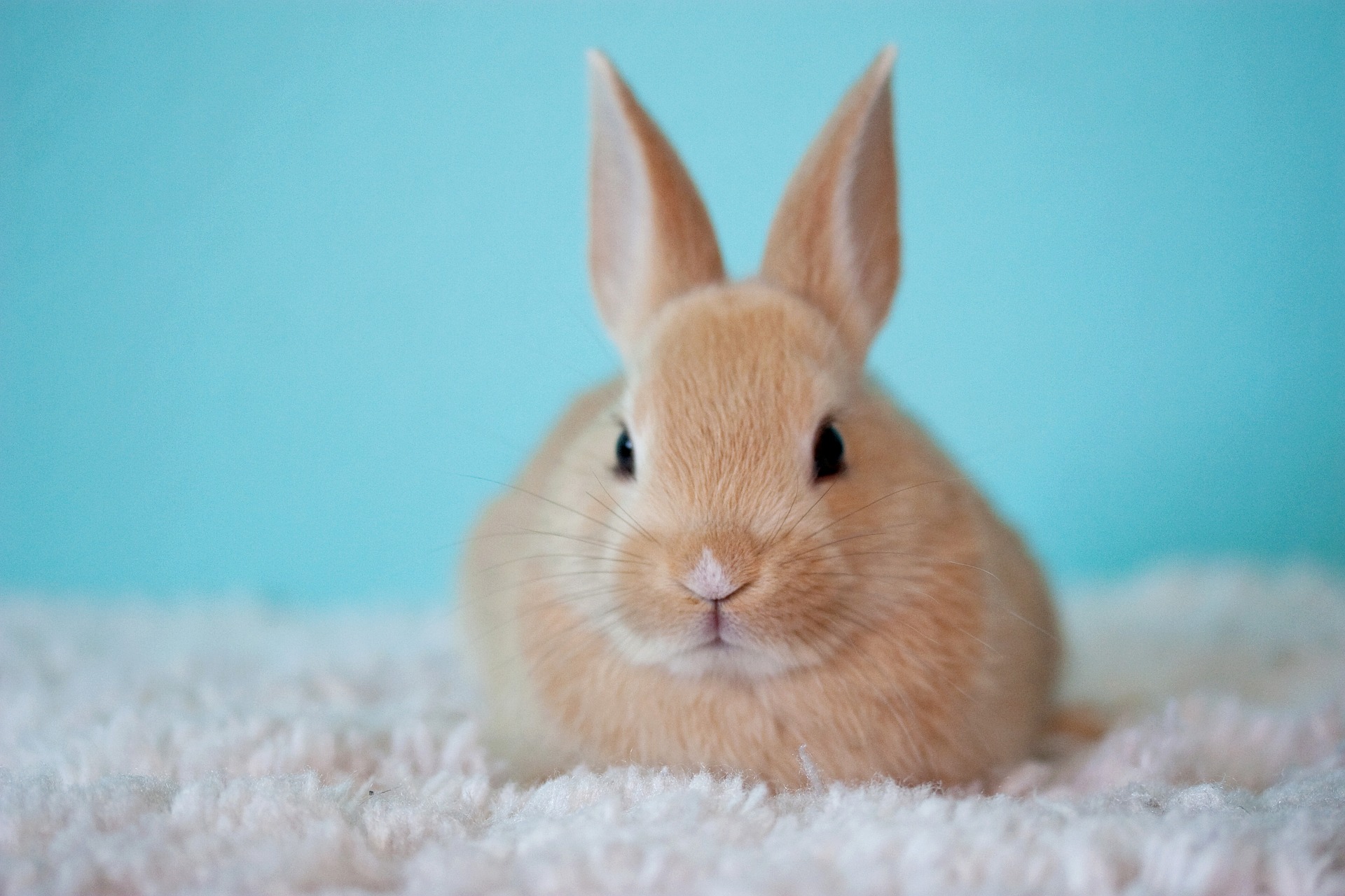 australia has banned cosmetic animal testing