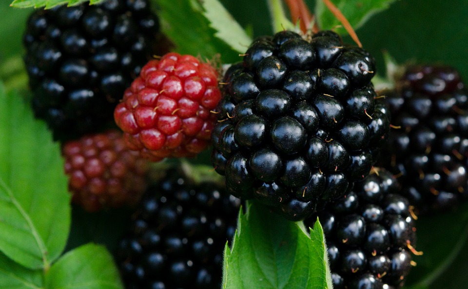 Blackberries on vine