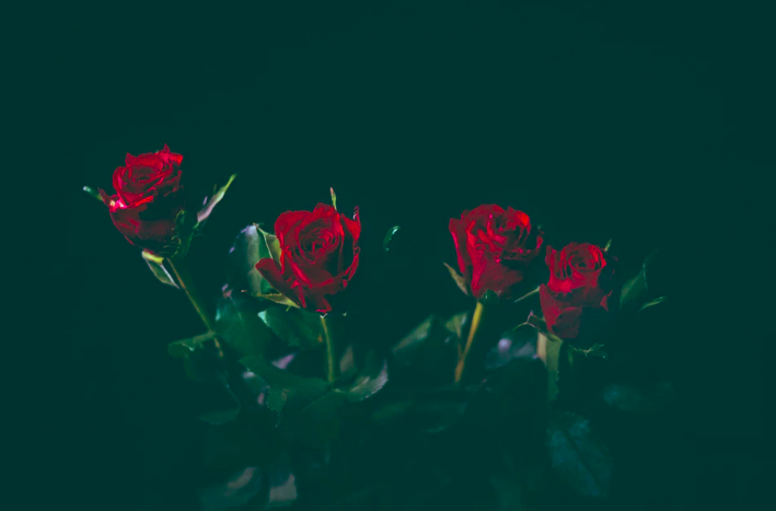 Four red roses in a row against dark black background.