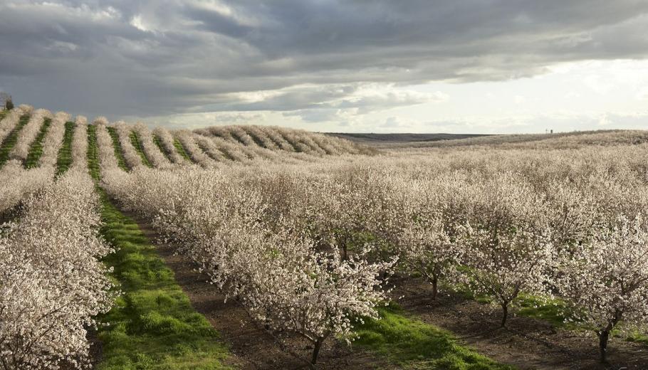 Field of rows almond trees. 