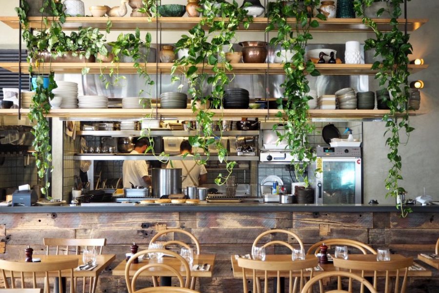wooden shelves and green vine growing down