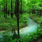 beautiful green forest with ath