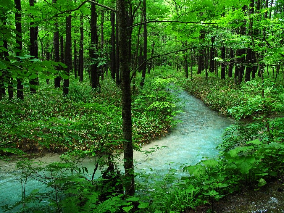 beautiful green forest with ath