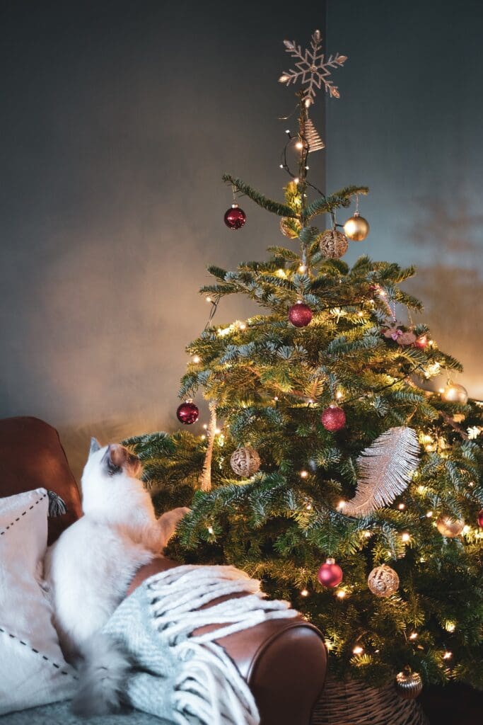 A cat on a couch sits and stares up at a Christmas tree. Source: Unsplash.