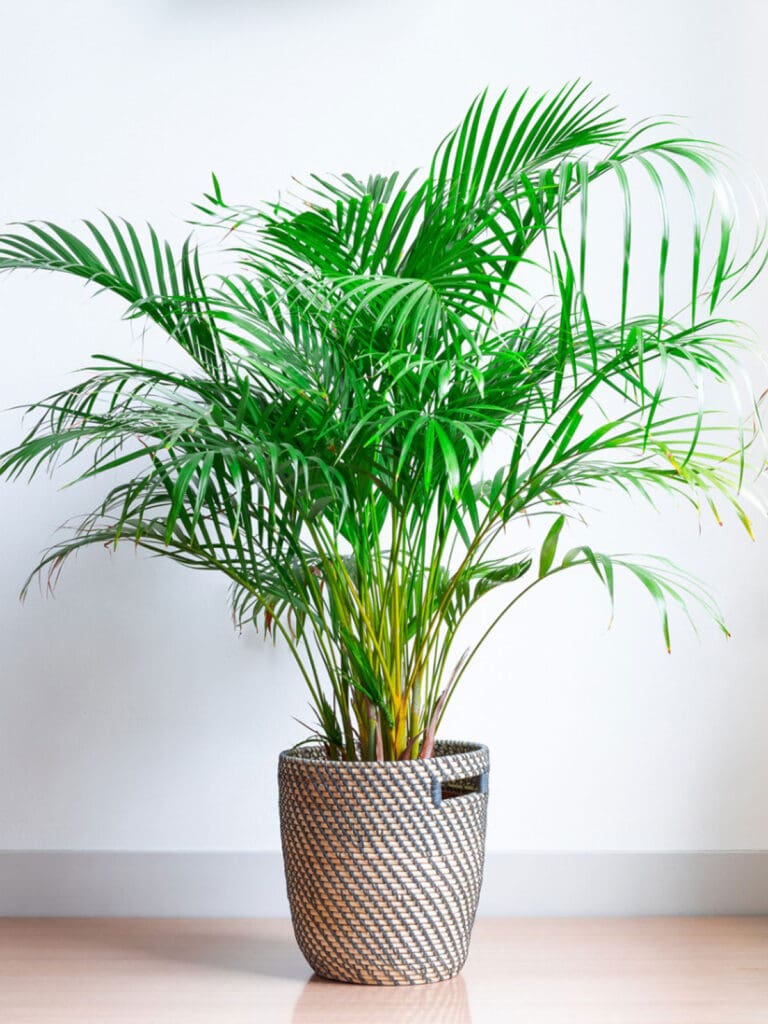 Areca palm 